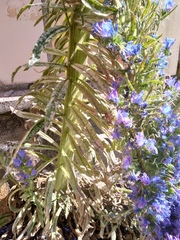Echium vulgare