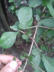 Randia obcordata