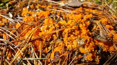 Pseudombrophila guldeniae