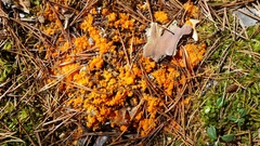 Byssonectria terrestris