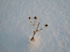 Eryngium planum