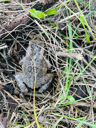 Raucous Toad