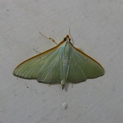 Stemorrhages oceanitis