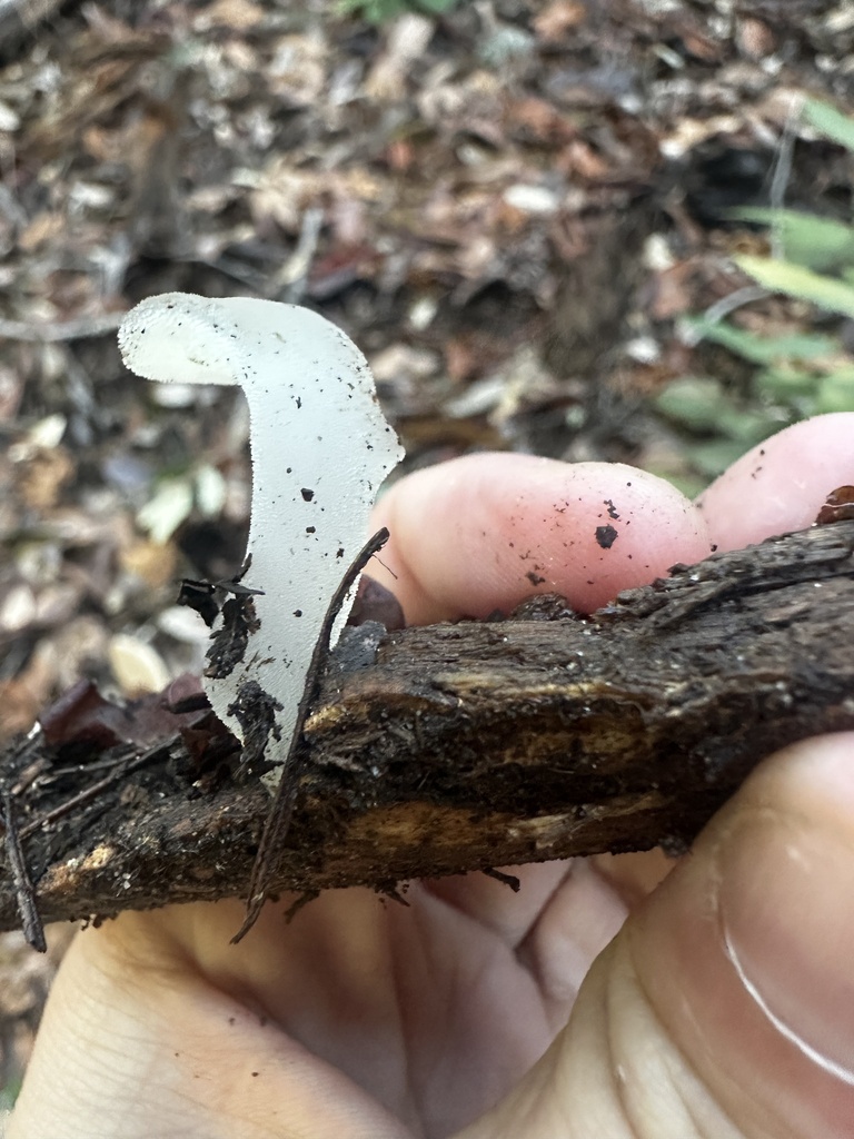 Pseudohydnum gelatinosum · December 2025 · photo: © katrinamccollough (iNaturalist, cc0)
