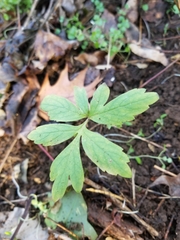 Hydrophyllum virginianum