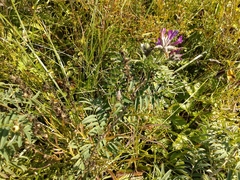 Astragalus suffruticosus
