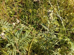 Astragalus suffruticosus