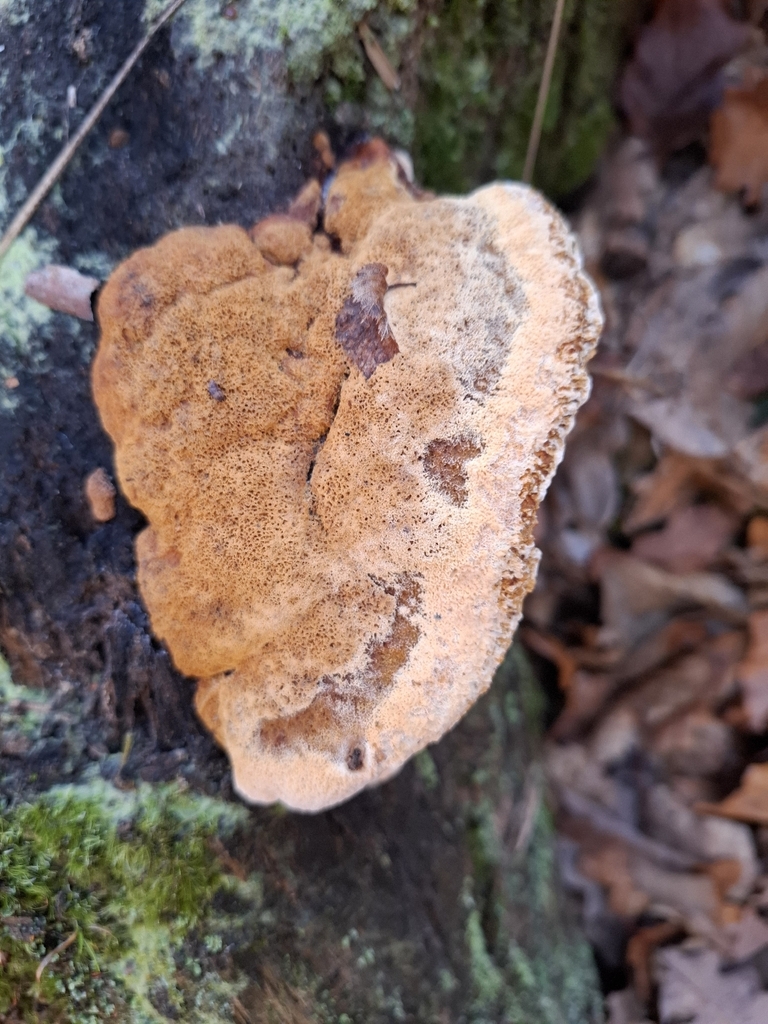 Osmoporus odoratus · December 2025 · photo: © caracalshan (iNaturalist, cc-by)