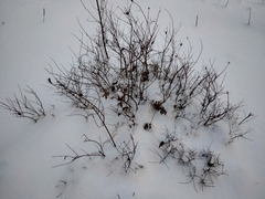 Spiraea hypericifolia