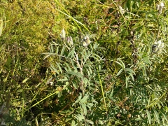 Astragalus suffruticosus
