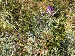 Astragalus suffruticosus