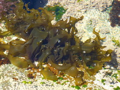 Halymeniales