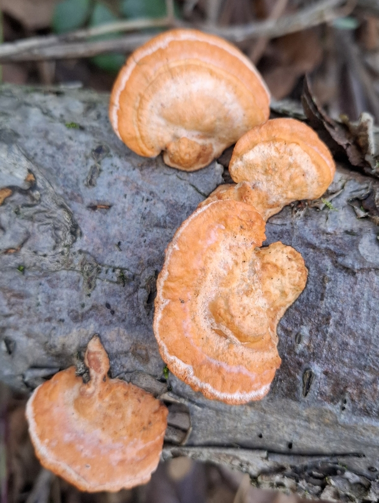 Trametes cinnabarina · December 2025 · photo: © caracalshan (iNaturalist, cc-by)