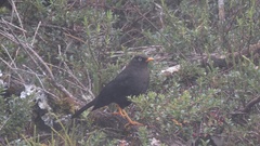 Turdus nigrescens