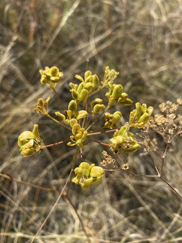 Peucedanum ruthenicum, photograph 2