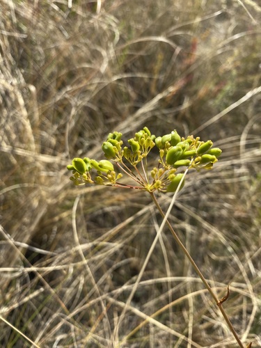 Peucedanum ruthenicum, photograph 3
