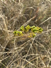 Peucedanum ruthenicum, photograph (c) Елена Патерикина, some rights reserved (CC BY)
