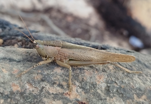 Parabucrates brevicauda