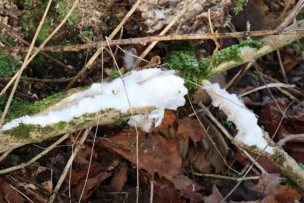 Exidiopsis effusa · December 2025 · photo: © ikelman (iNaturalist, cc0)
