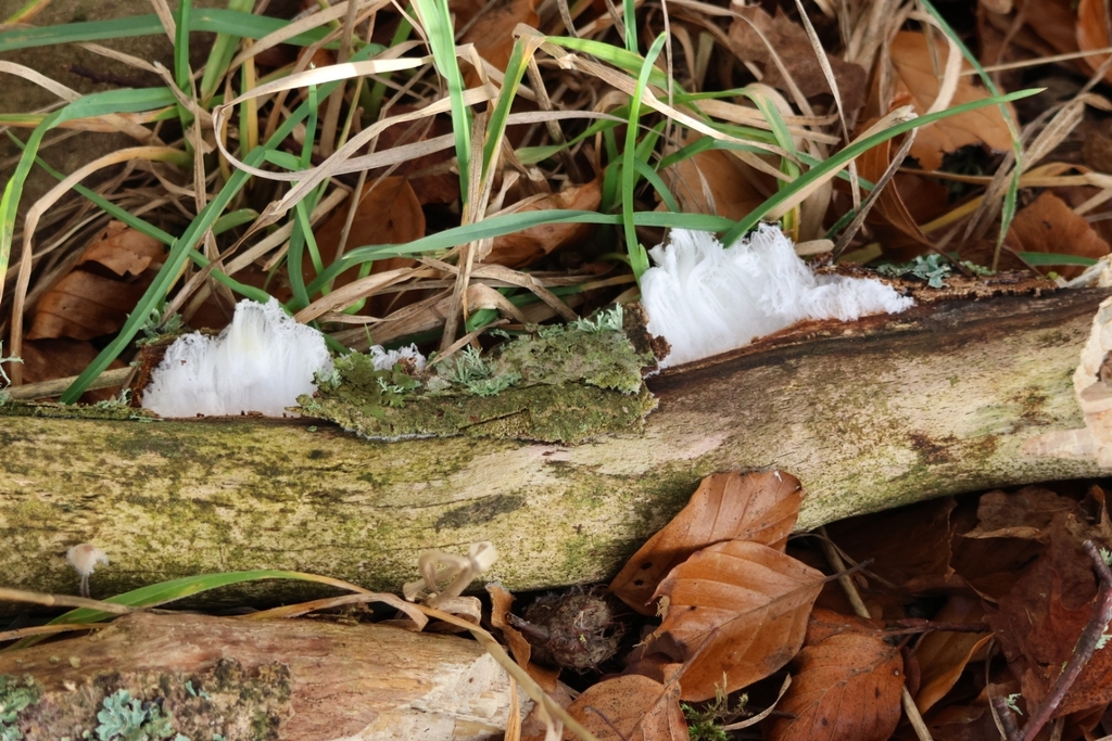 Exidiopsis effusa · December 2025 · photo: © ikelman (iNaturalist, cc0)