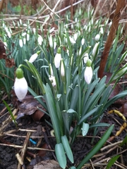 Galanthus nivalis