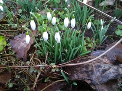 Galanthus nivalis