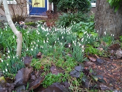 Galanthus nivalis