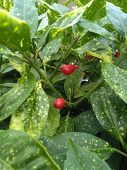 Aucuba japonica
