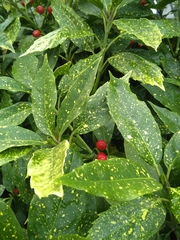 Aucuba japonica
