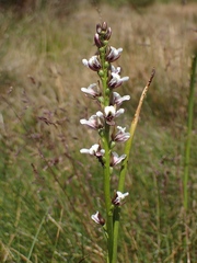 Prasophyllum suttonii