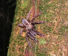 Psalmopoeus