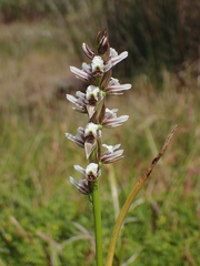 Prasophyllum suttonii