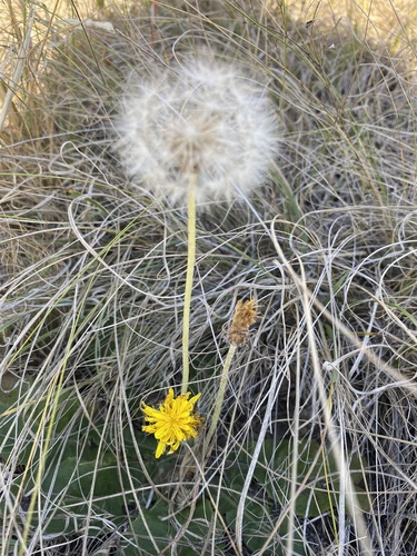 late-flowering dandelion (Taraxacum serotinum)