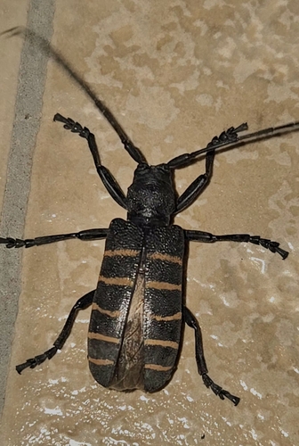 Ceroplesis quinquefasciata