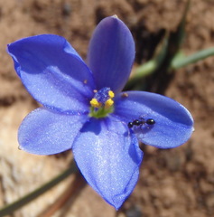 Aristea nana