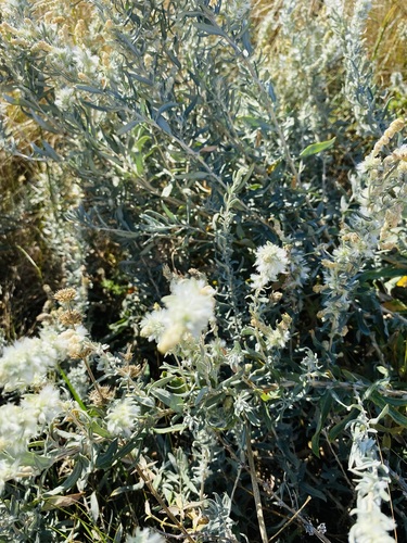 Pamirian Winterfat (Krascheninnikovia ceratoides)