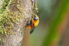 Aneriophora aureorufa