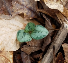 Trillium decumbens