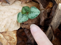 Trillium decumbens