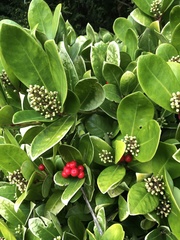 Skimmia