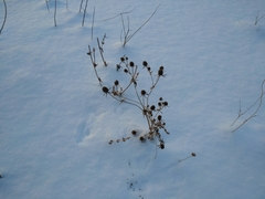 Eryngium planum