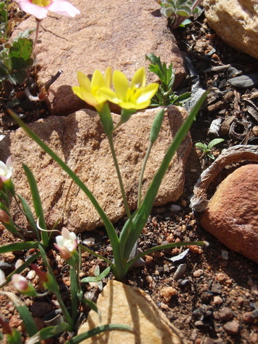 Geissorhiza ornithogaloides