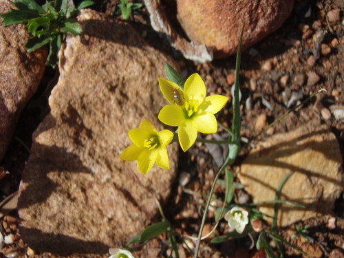 Geissorhiza ornithogaloides