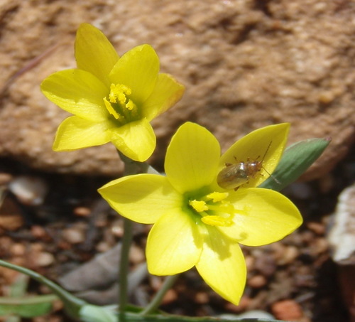 Geissorhiza ornithogaloides