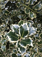 Ilex × altaclerensis