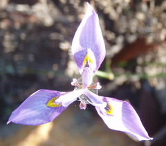 Moraea algoensis