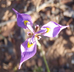 Moraea algoensis