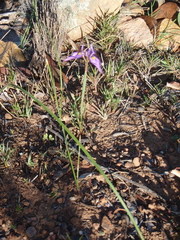 Moraea algoensis