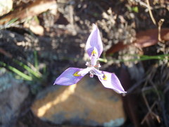 Moraea algoensis