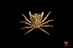 Image of Criocarcinus superciliosus